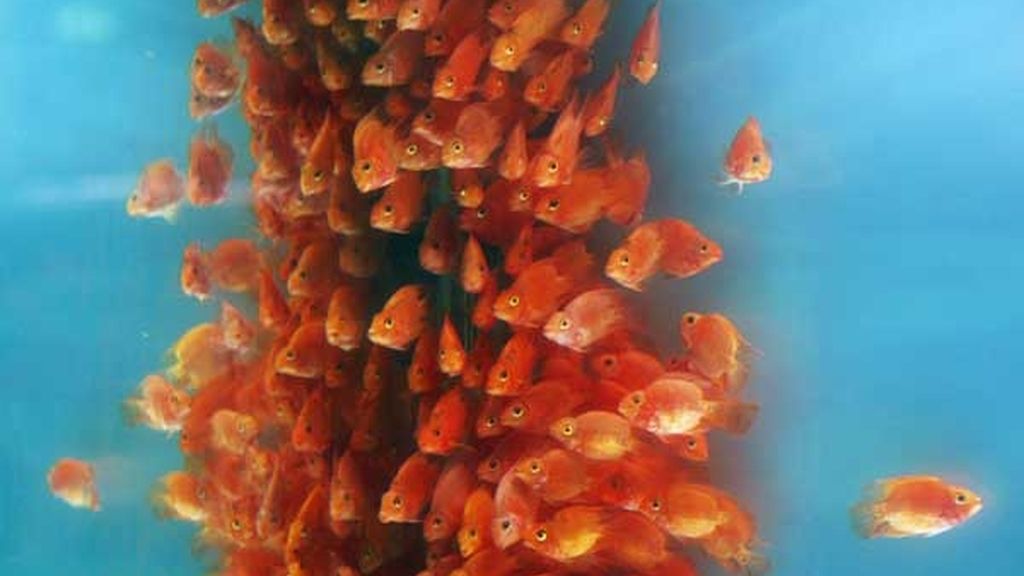 Colorido en las aguas de Taiwan