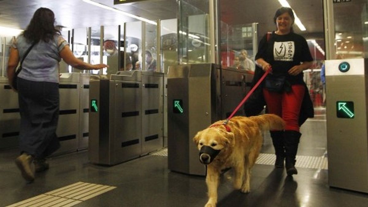 Los madrileños ya pueden viajar con sus perros en Metro