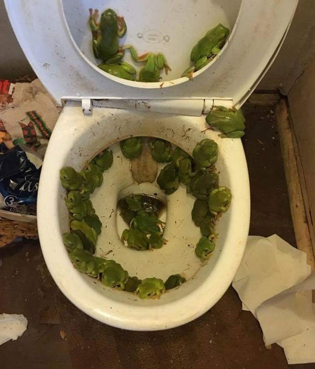 Un inodoro infestado de ranas