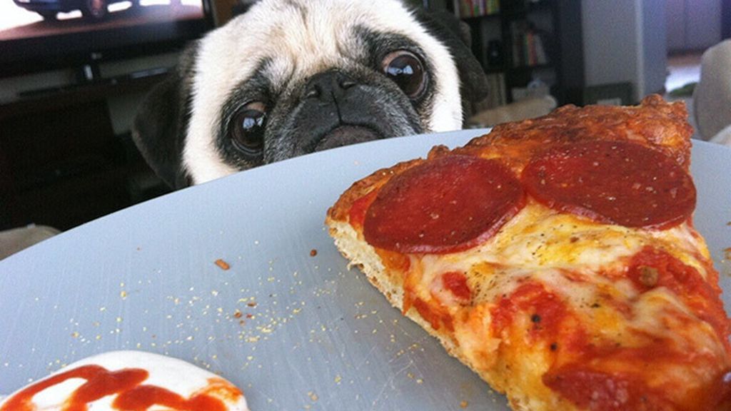 La comida, un festín para las mascotas