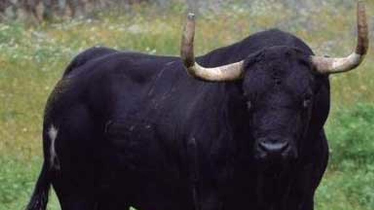 'Rompe-suelas', el toro que matarán en Tordesillas