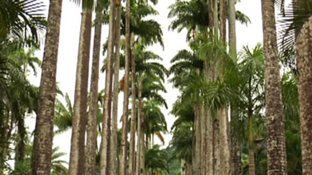 Jardín Botánico