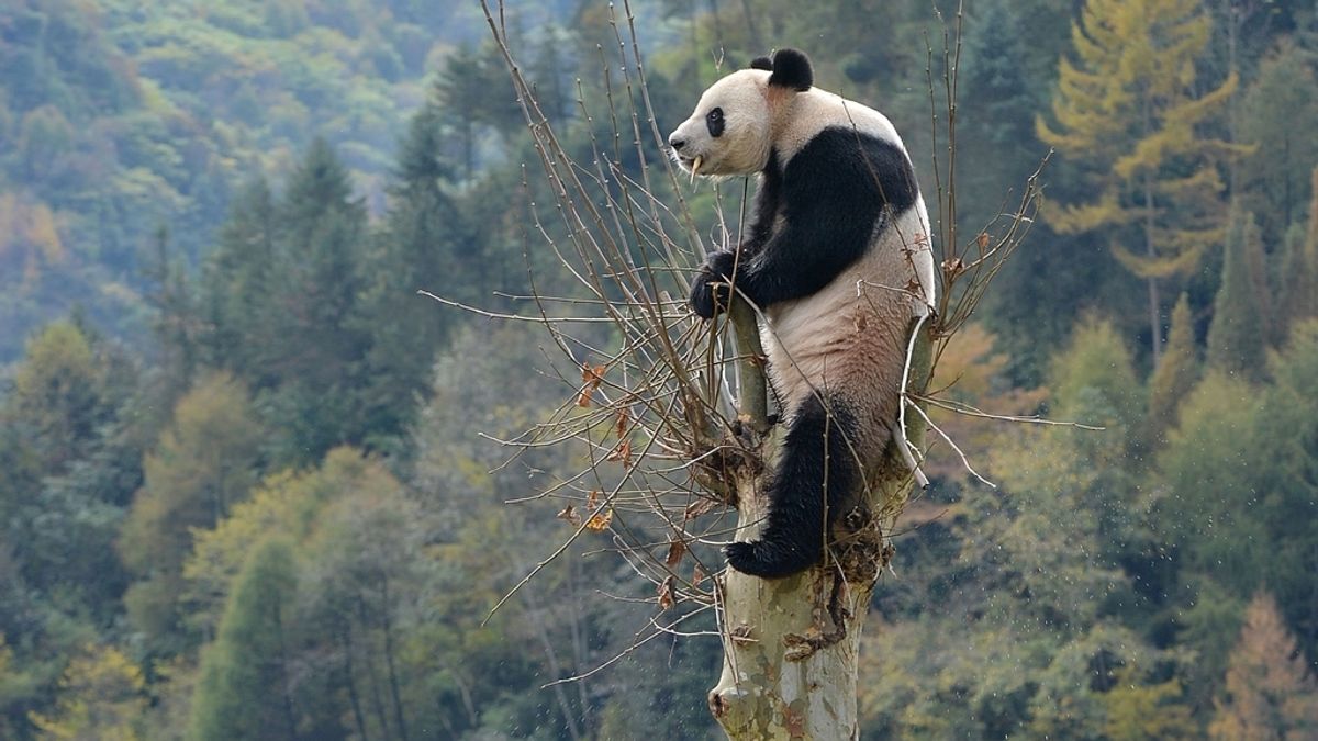Un oso panda de lo más atrevido