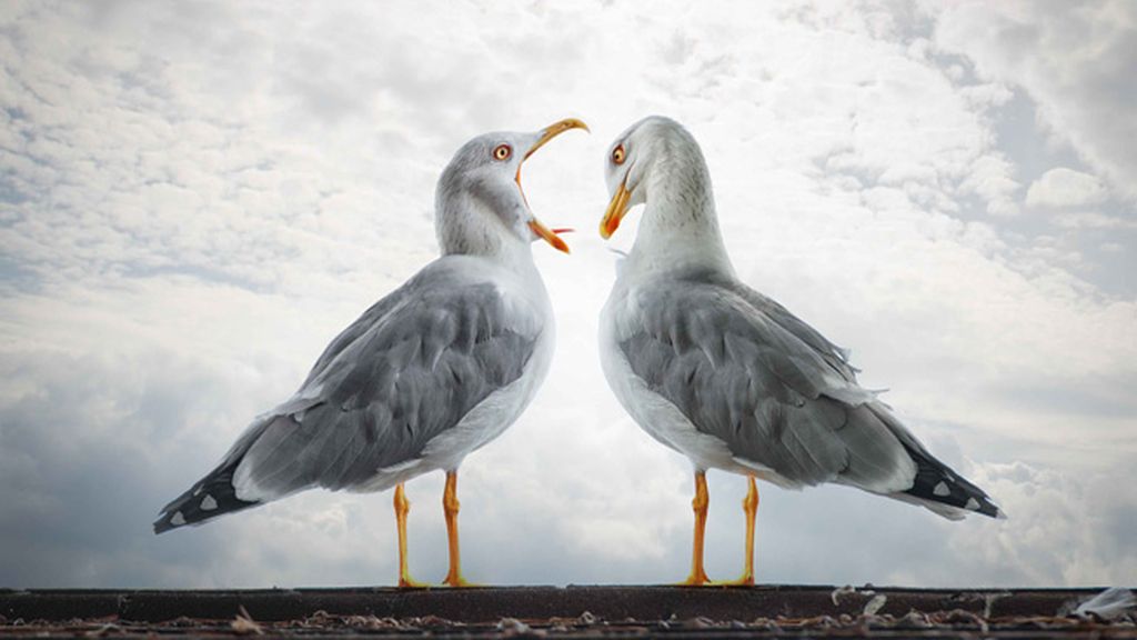 Maravillas del reino animal