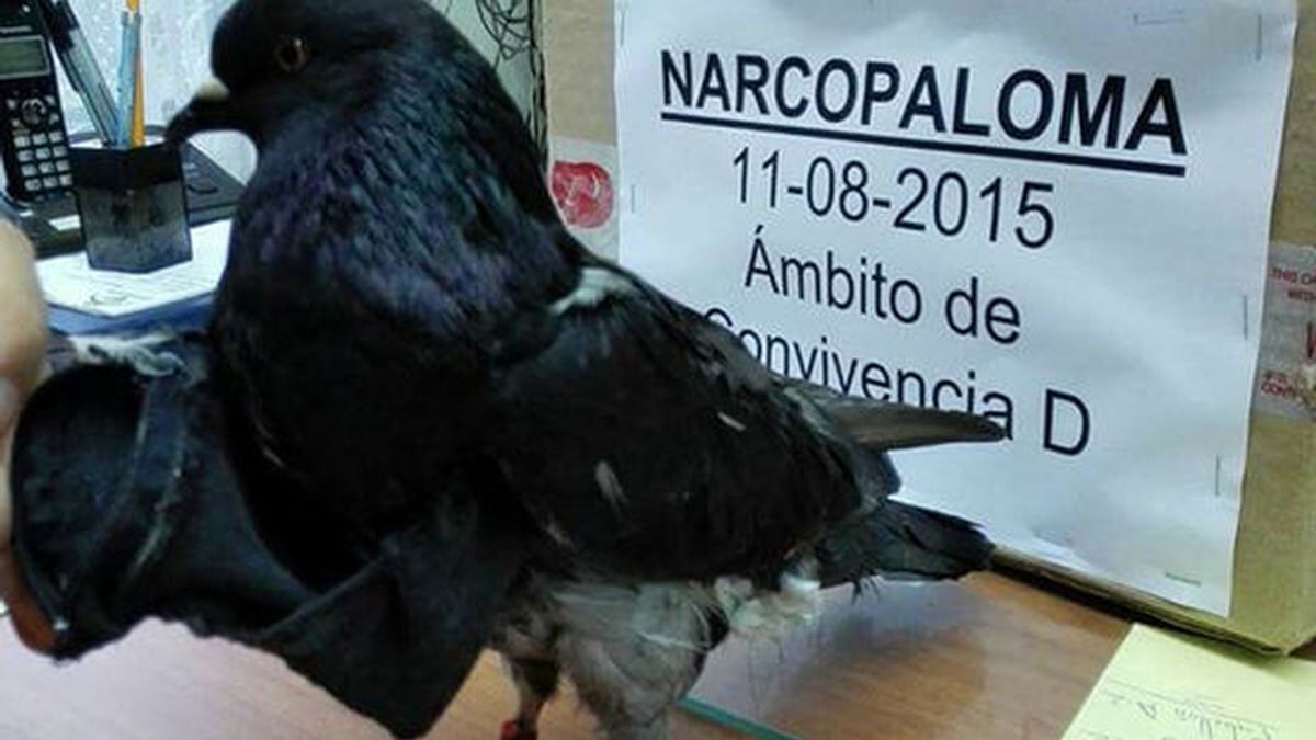 Capturan a una paloma que transportaba droga a una prisión de Costa Rica