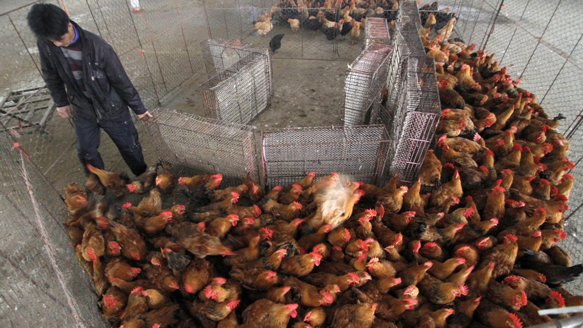 19 nuevos focos de gripe aviar en Shanghai