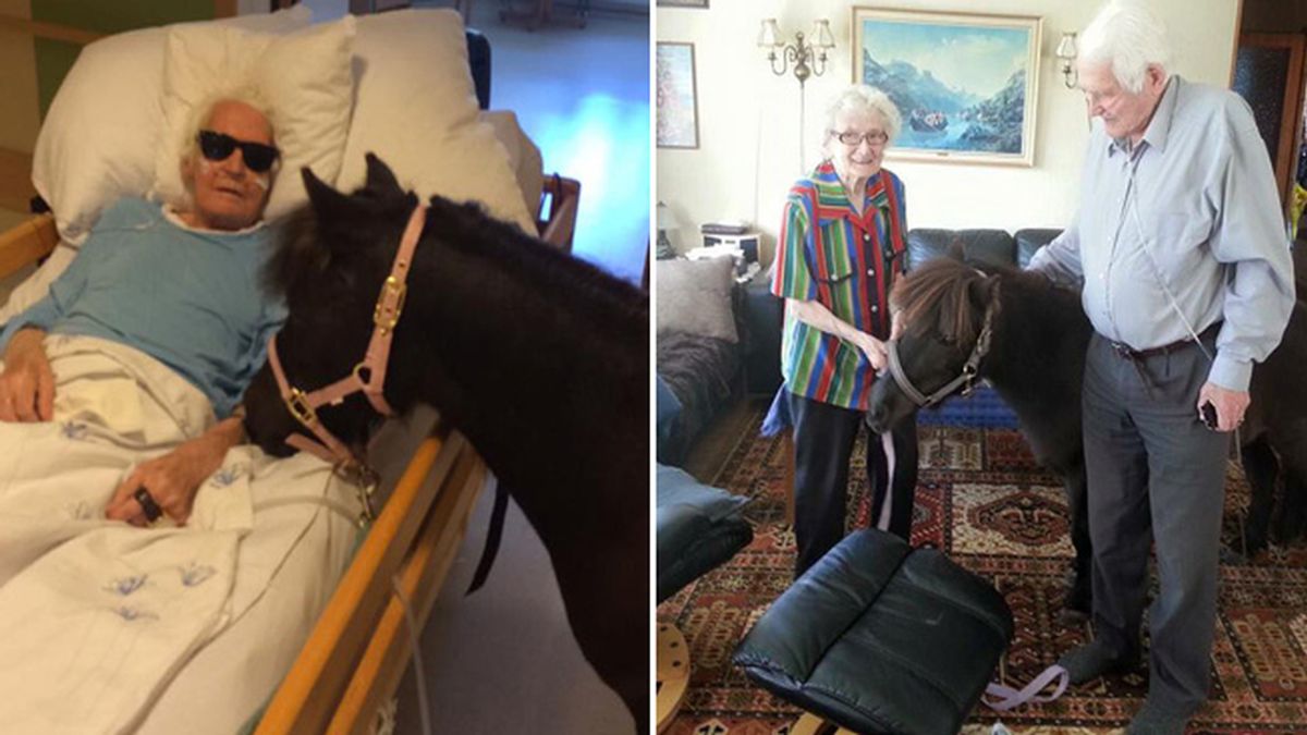 Un anciano enfermo recibe la visita de su pony en la residencia