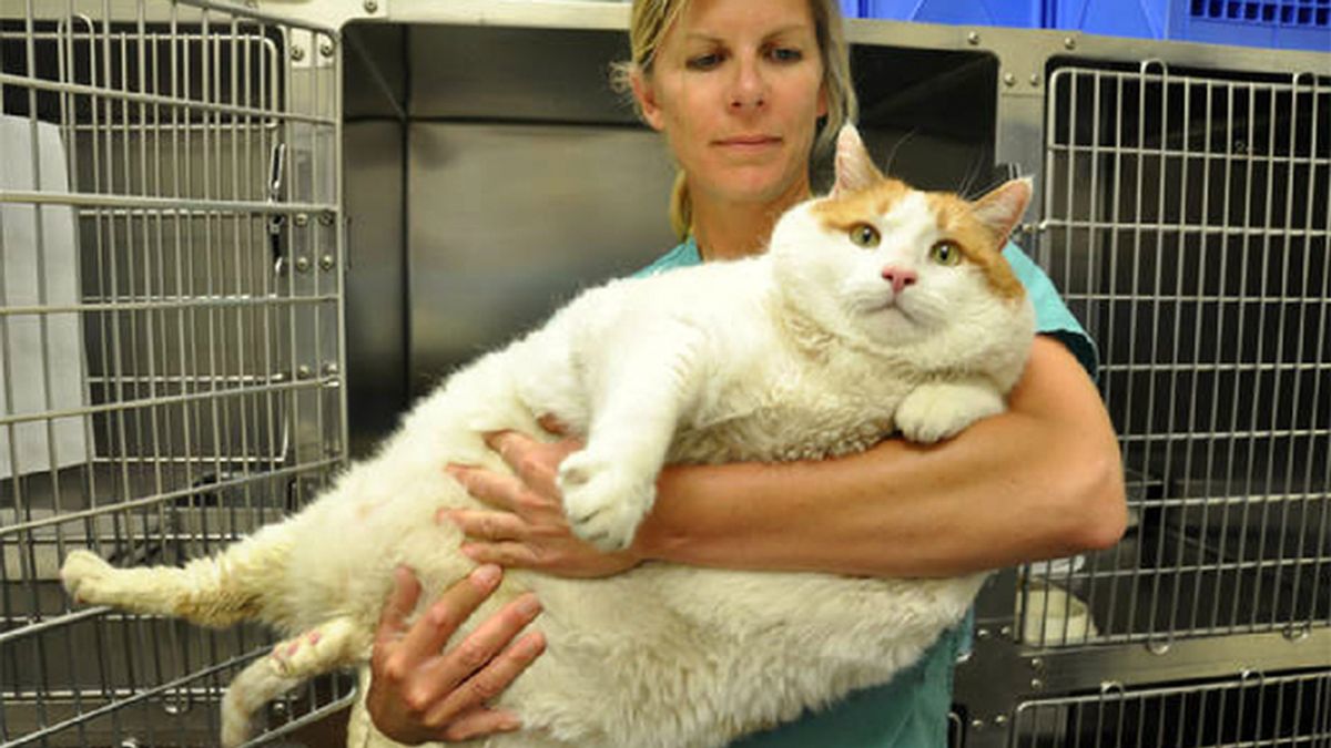 Meow, el gato gordo