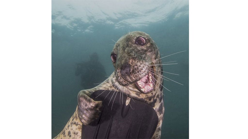 La foca más fotogénica