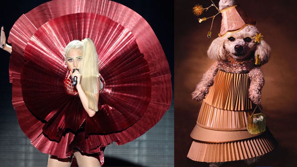 El caniche Max a lo 'Lady Gaga'