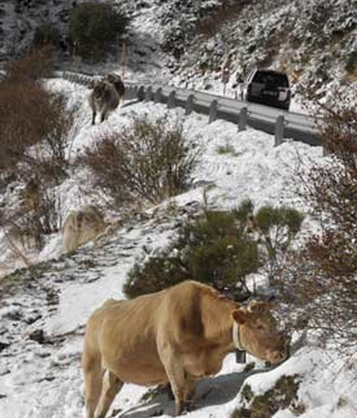 La primera gran nevada de la temporada en Cataluña ha teñido de blanco las comarcas del Pirineo y ha obligado a cortar un tramo de la carretera C-28, incluido el puerto de la Bonaigua, y a usar cadenas en otras diez vías. FOTO: EFE