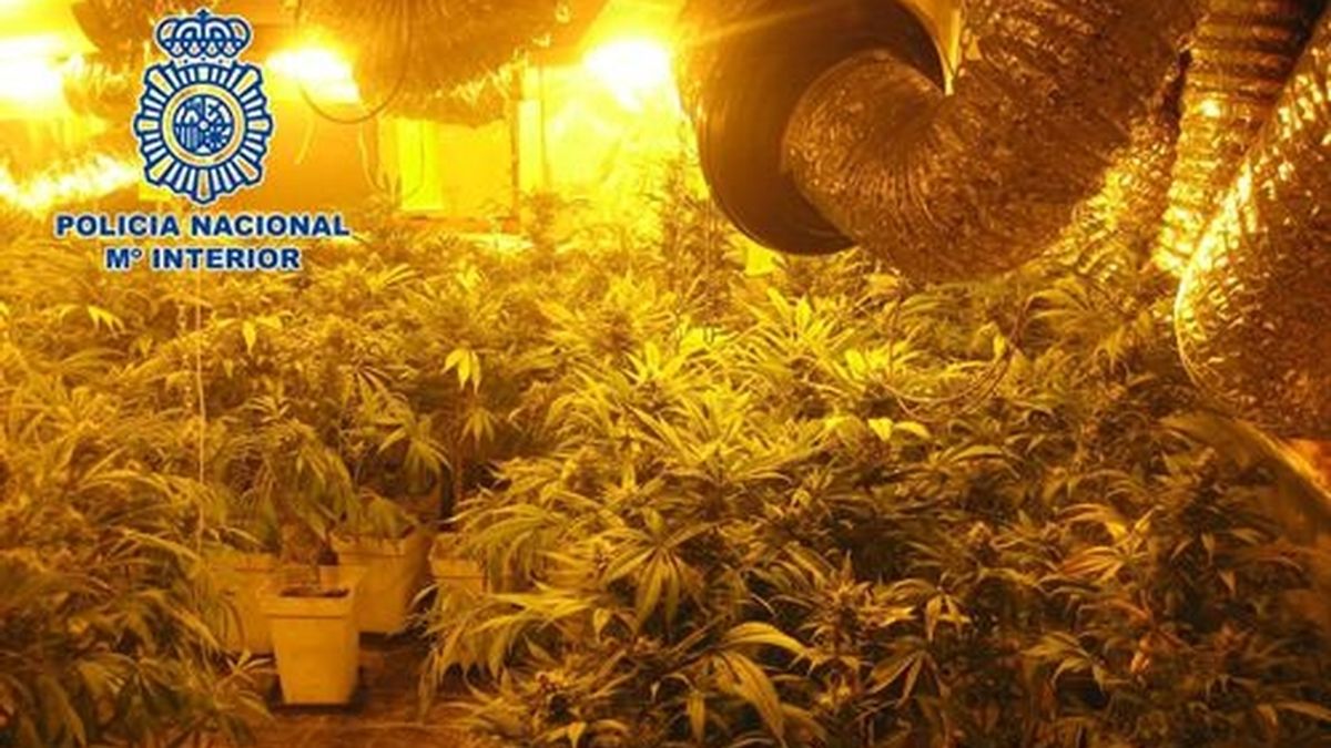 Desmantelado uno de los mayores invernaderos de marihuana con 2.400 plantas en Valencia