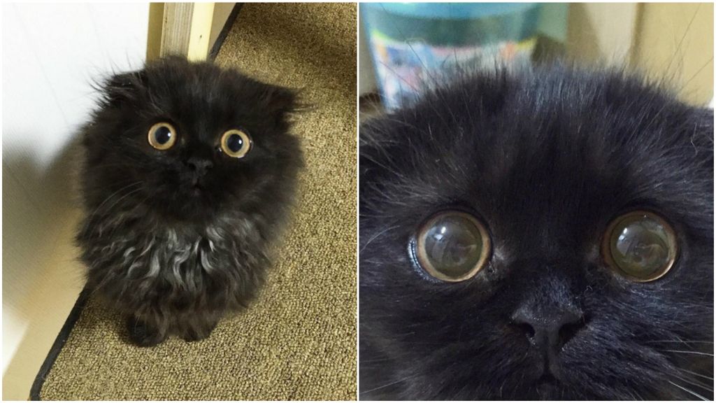 El gato de ojos grandes que ha derretido a las redes sociales