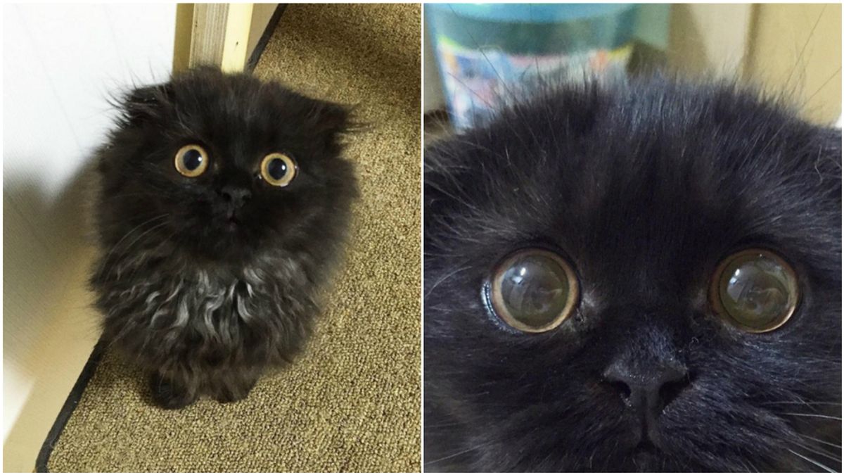 El gato de los ojos grandes