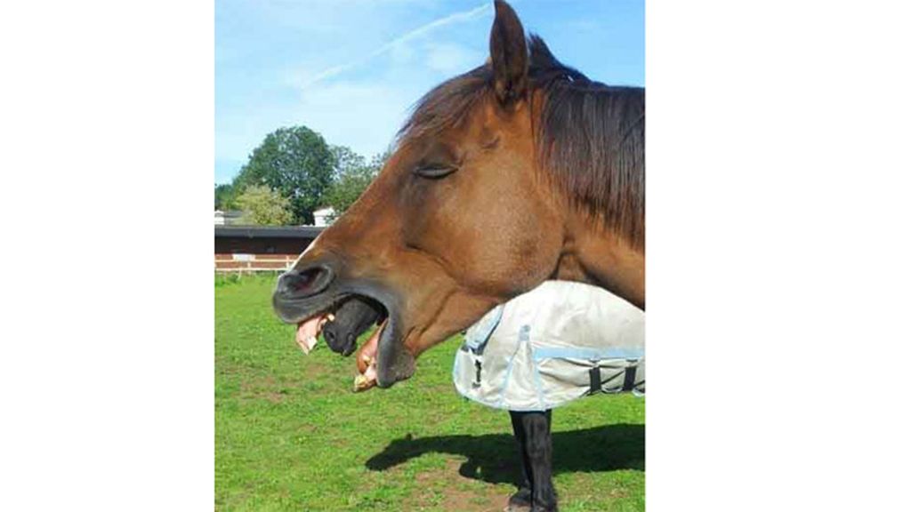 Imágenes simpáticas sin quererlo