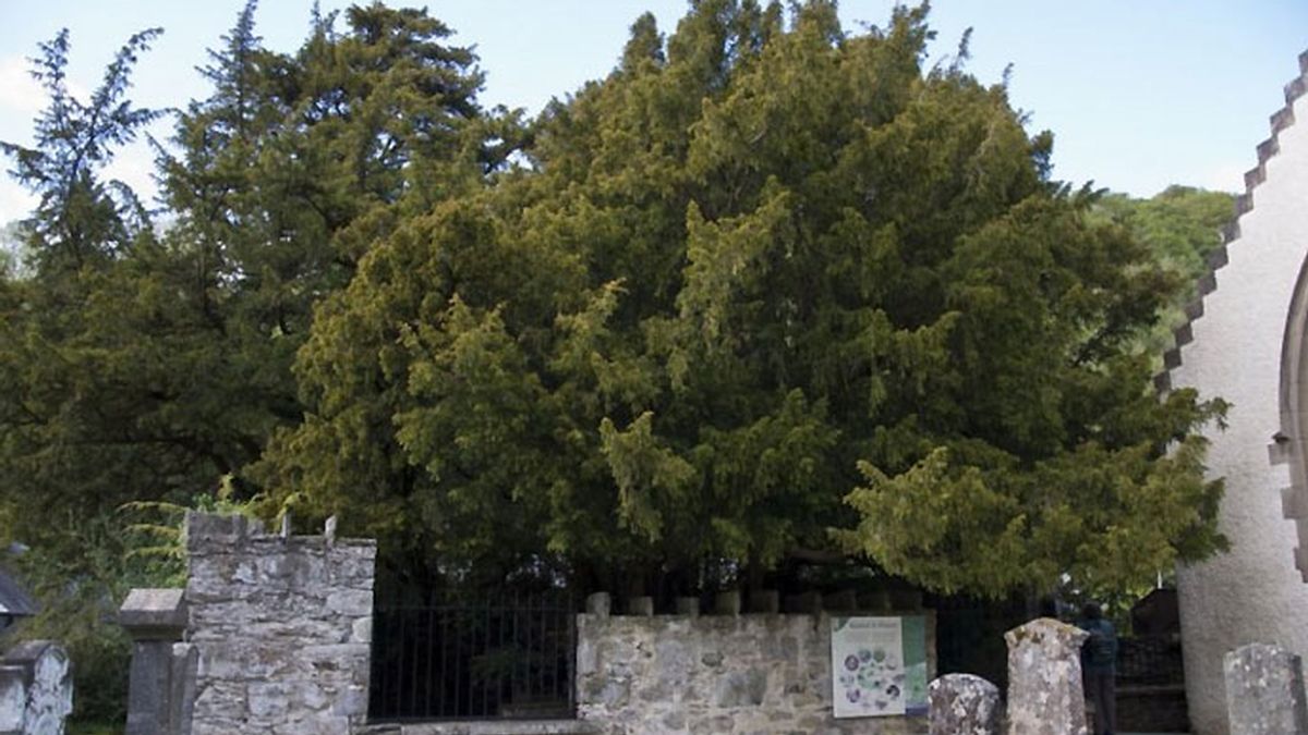 árbol más viejo,Reino Unido,árbol Escocia,tejo,taxus