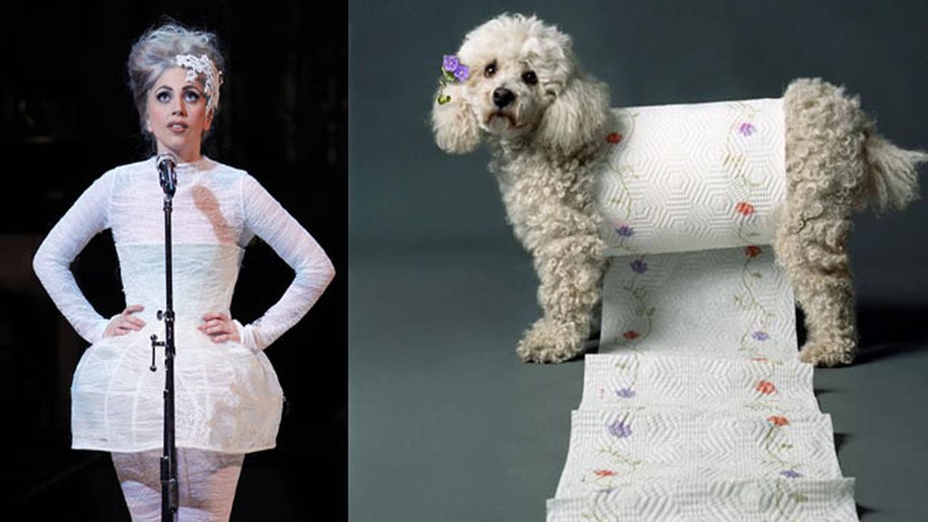 El caniche Max a lo 'Lady Gaga'