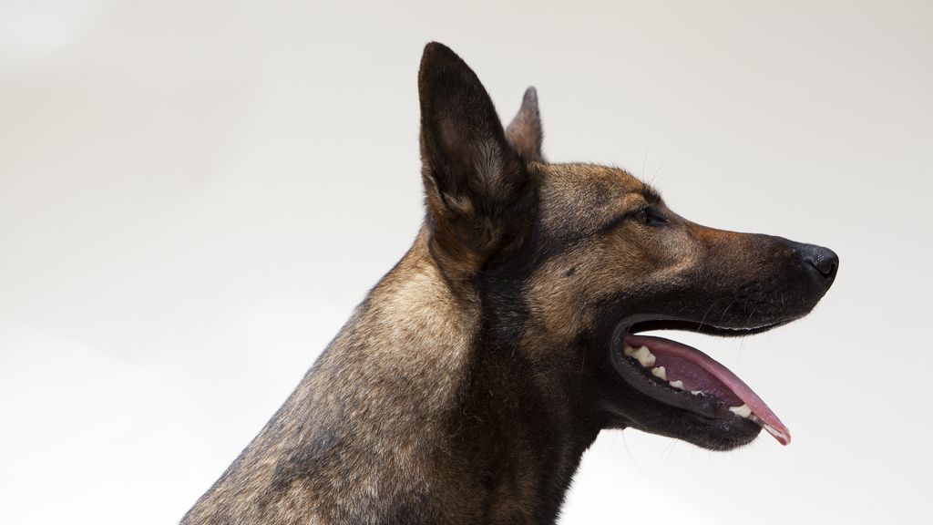 Perro Perro