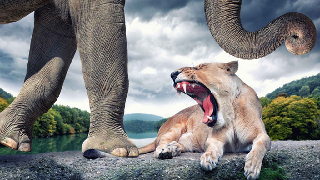 Maravillas del reino animal