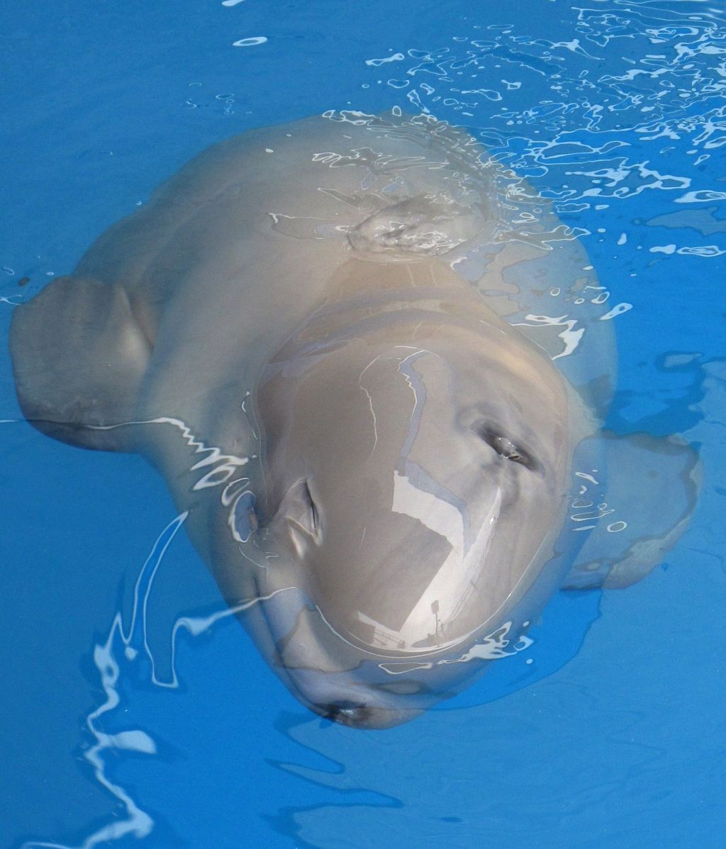 Un bebe beluga llega al acuario Alaska