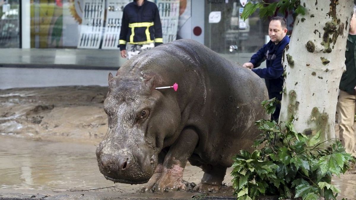 Las inundaciones en Tíflis dejan al menos cinco muertos y varios animales del zoo por la ciudad
