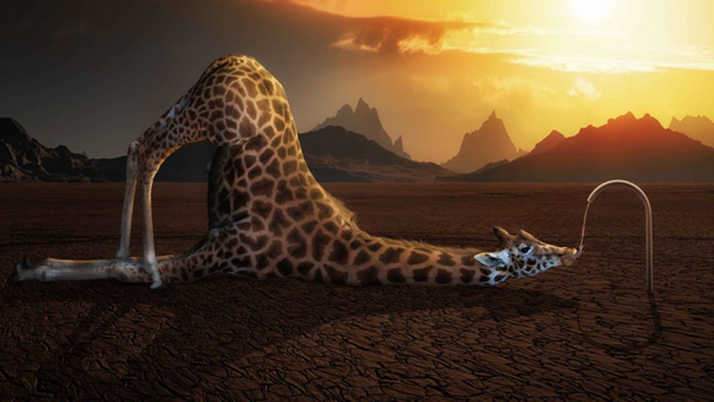 Maravillas del reino animal