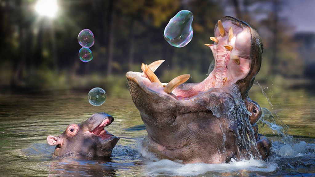 Maravillas del reino animal