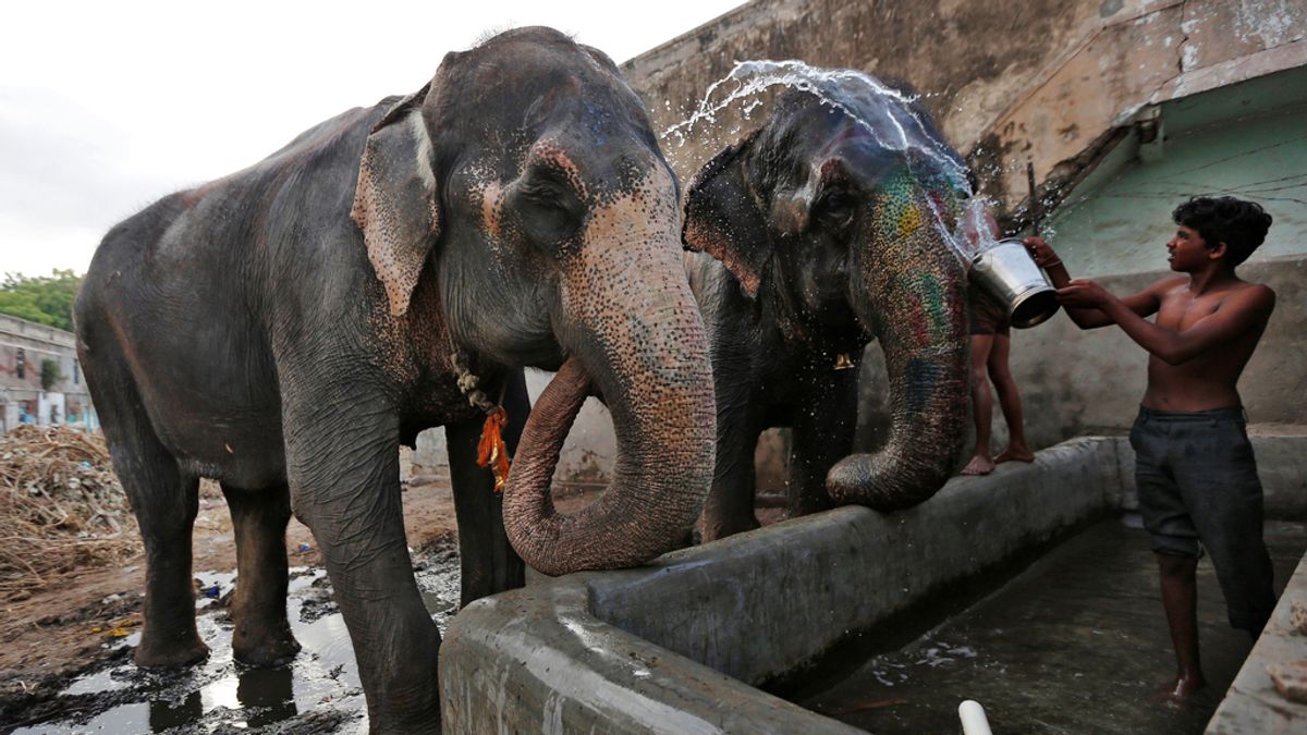 Los elefantes también sufren la ola de calor en India
