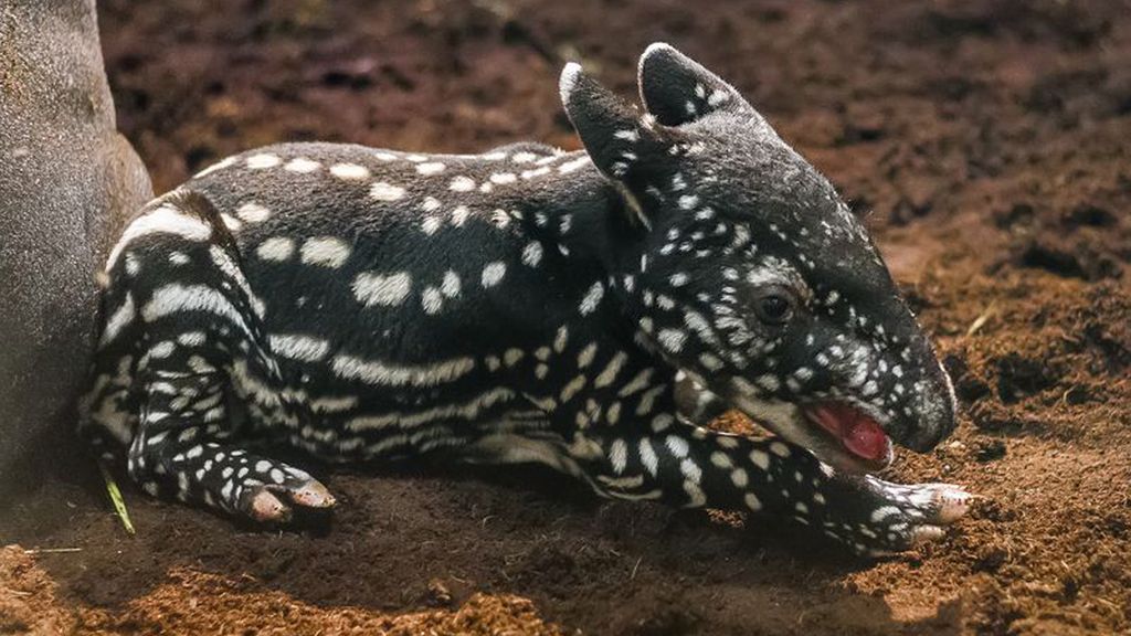 Un tapir malayo nacido en Praga