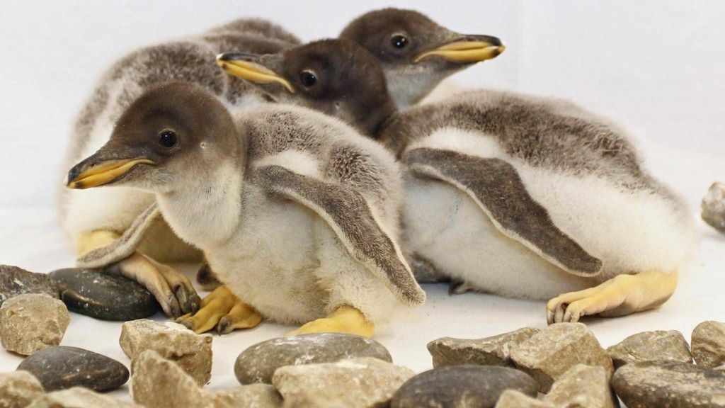 Pingüinos Gentoo nacidos en el Acuario de Tenneessee