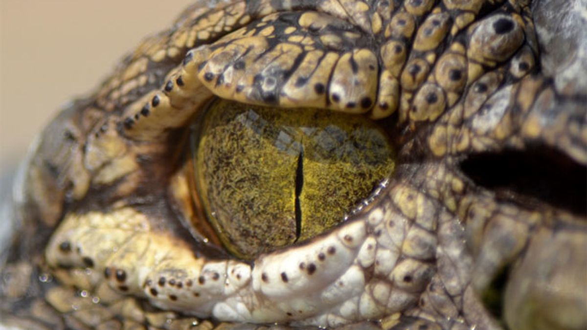 cocodrilo, ojo reptil, reptiles, ojo cocodrilo