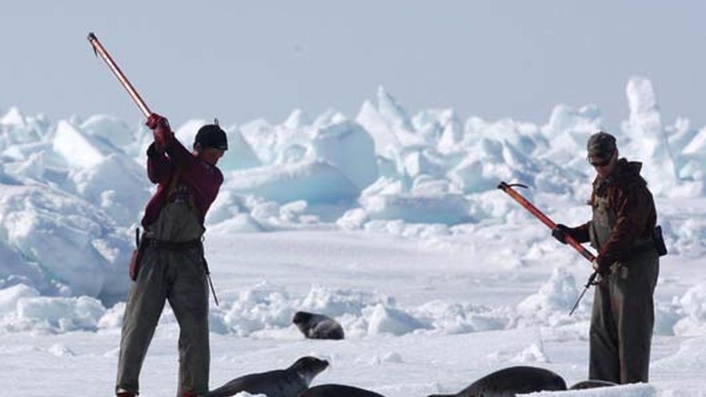 A la caza de la foca