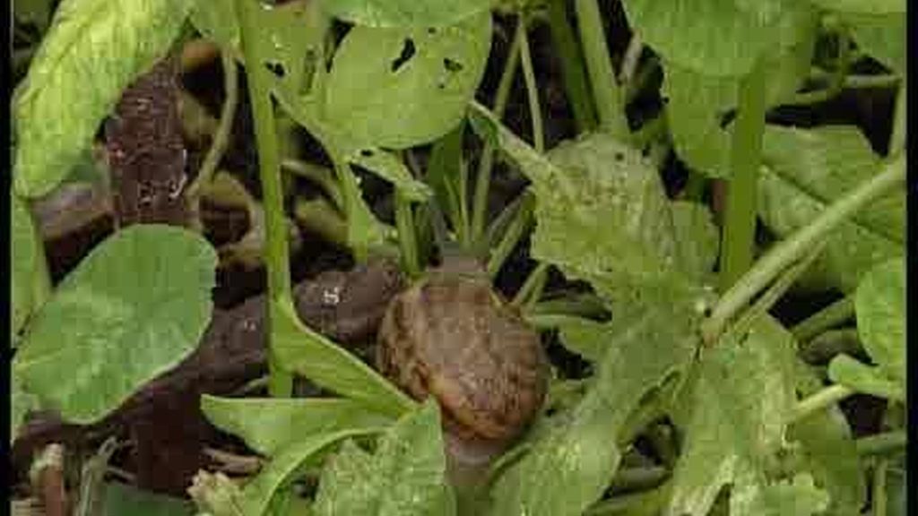 El sector de la cría de caracoles, en auge