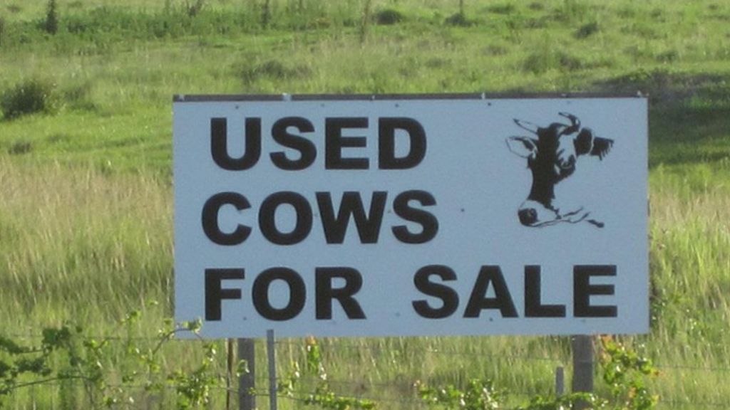 Se venden vacas usadas