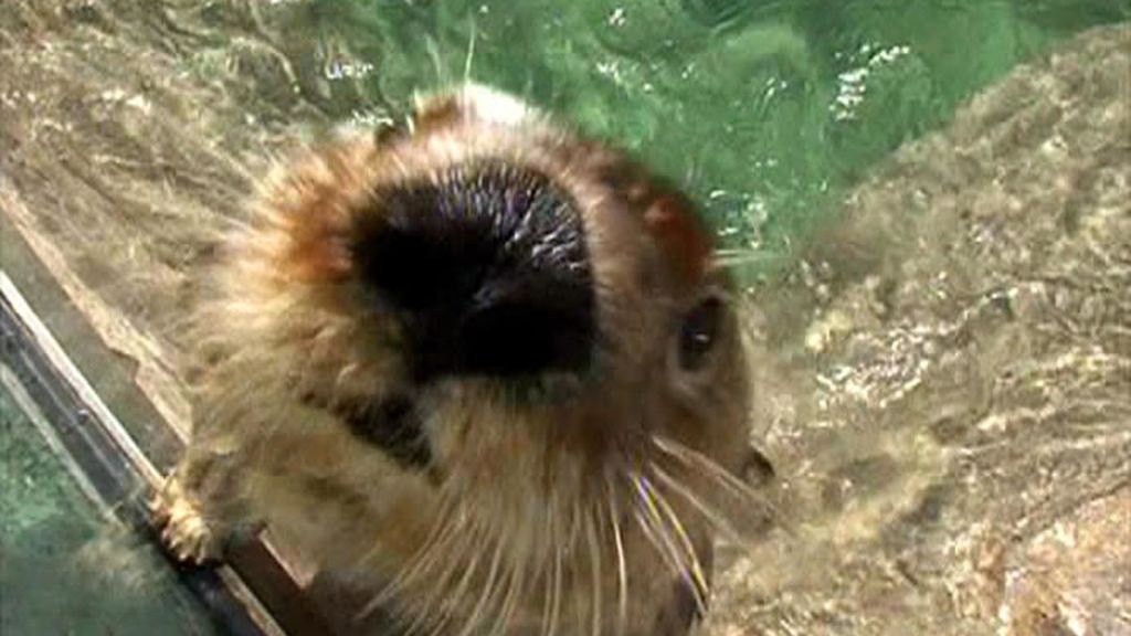 Nutria curiosa en Vancouver