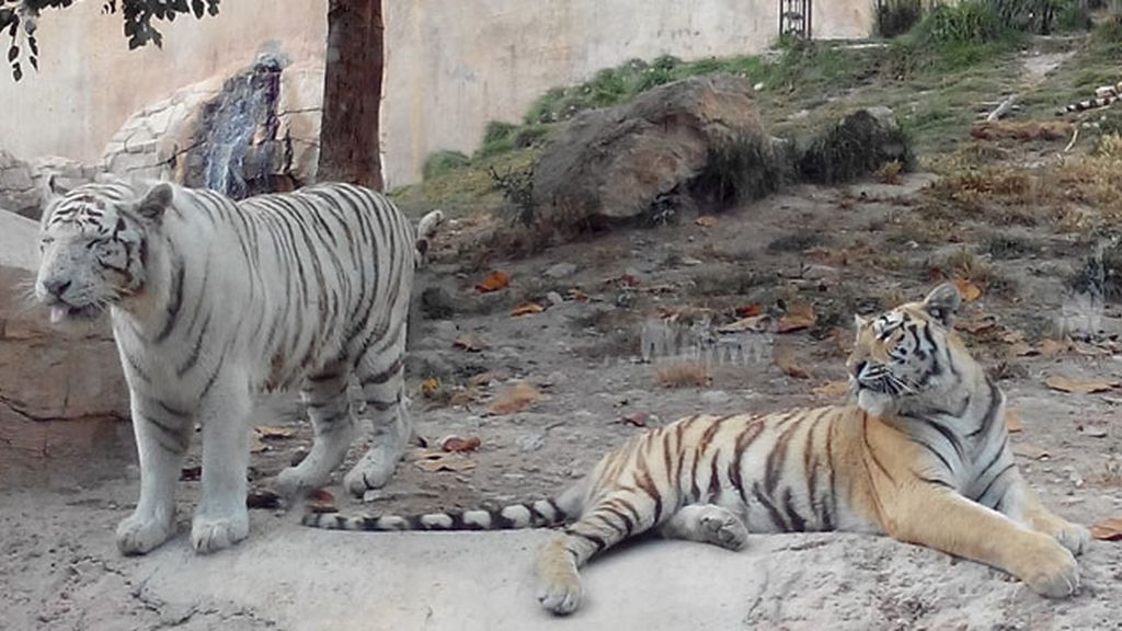 Tigres de Terra Natura