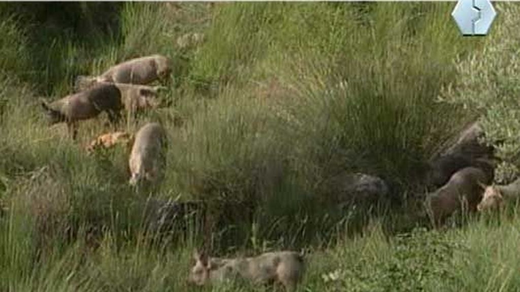 El accidente de Golmayo