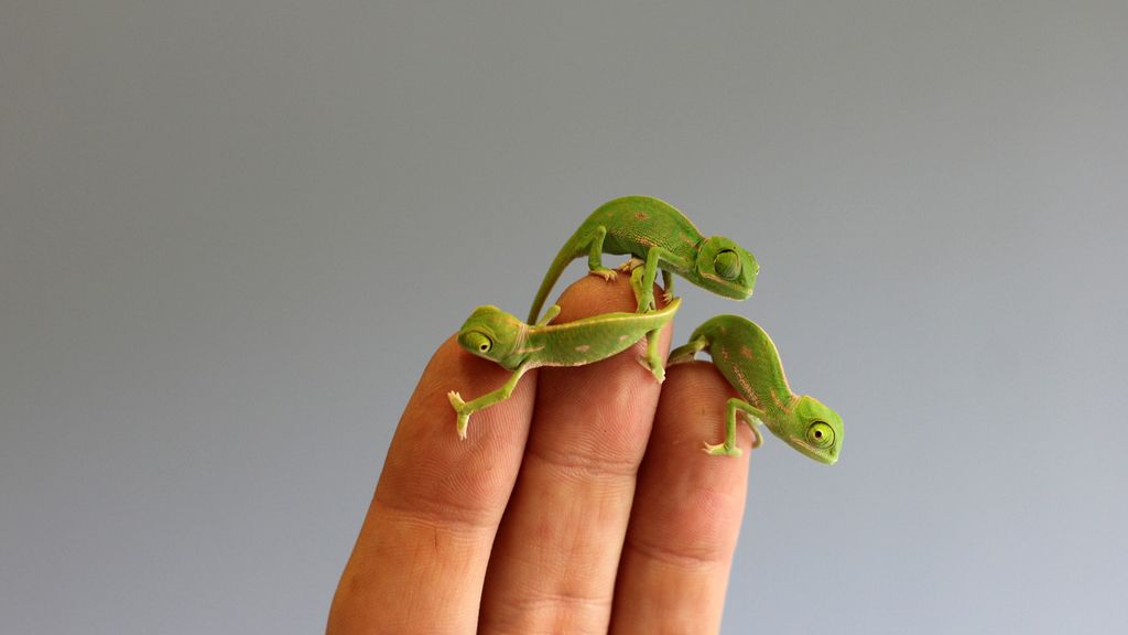 20 camaleones velados nacieron en el zoo australiano de Taronga
