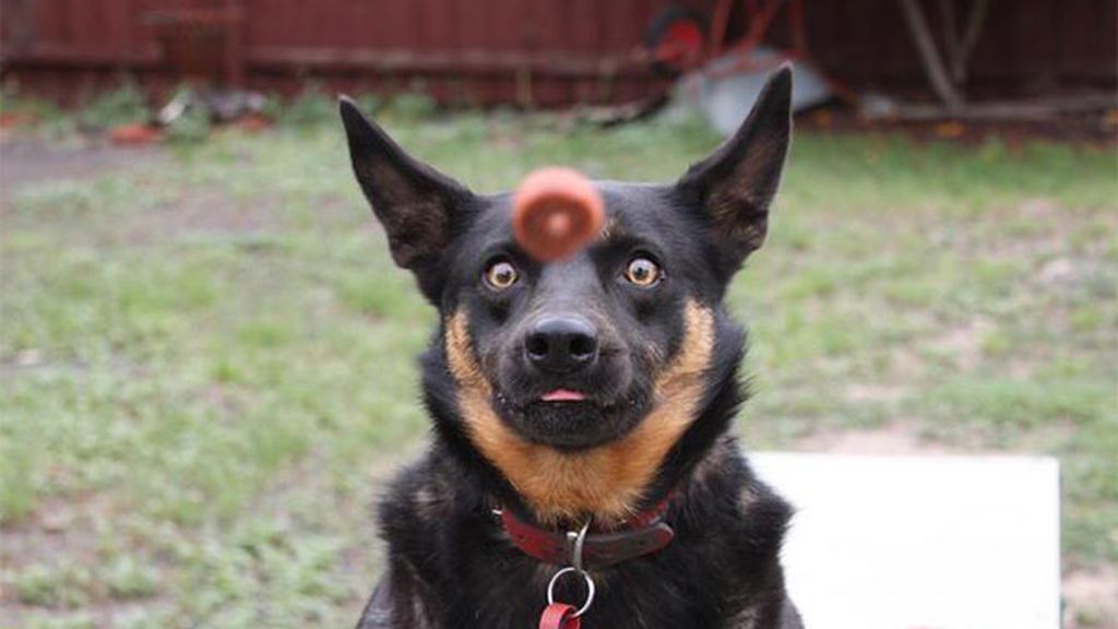 La comida, un festín para las mascotas