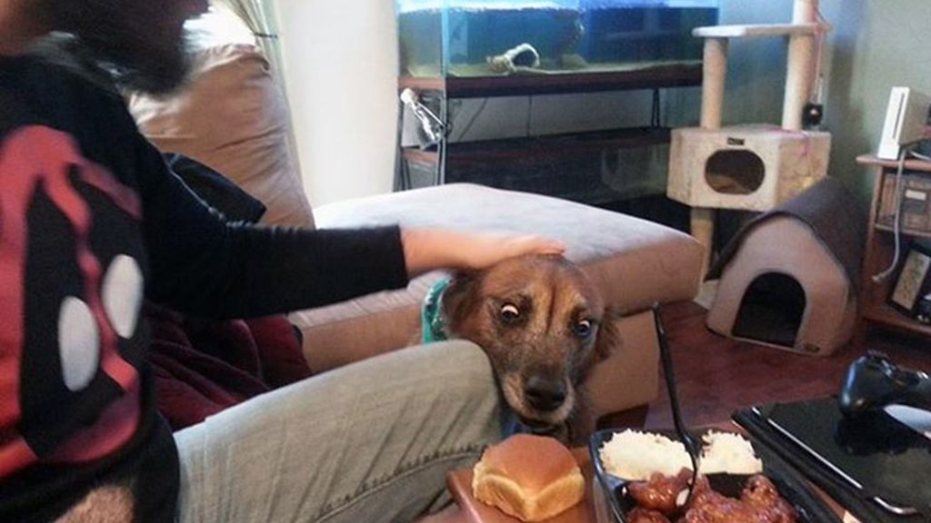 La comida, un festín para las mascotas