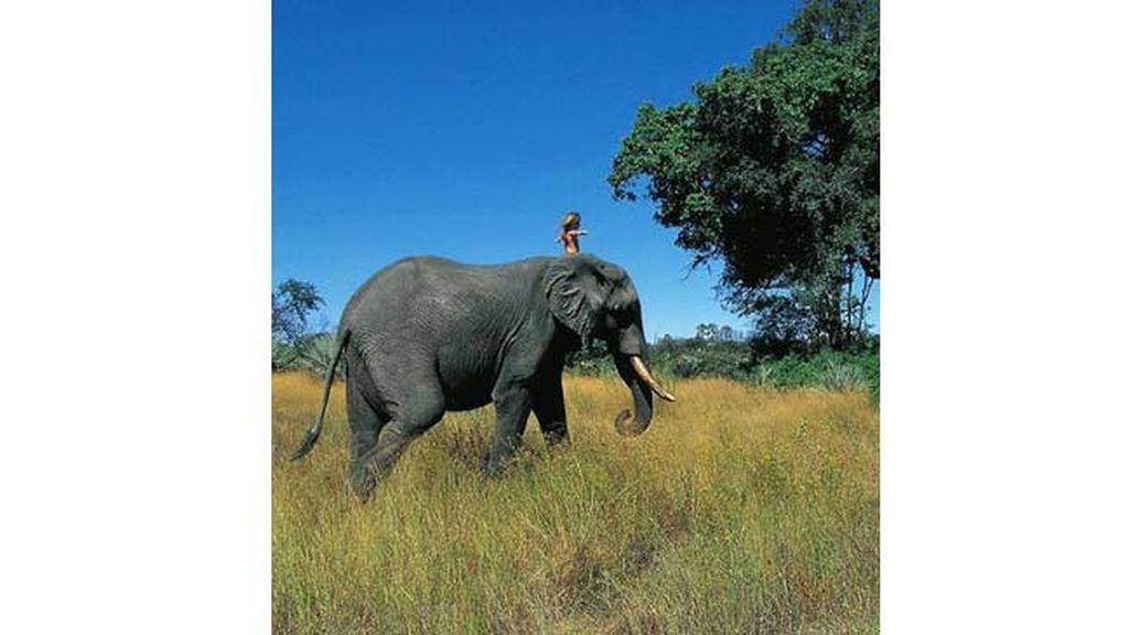 La vida de una niña que se crio en la selva africana
