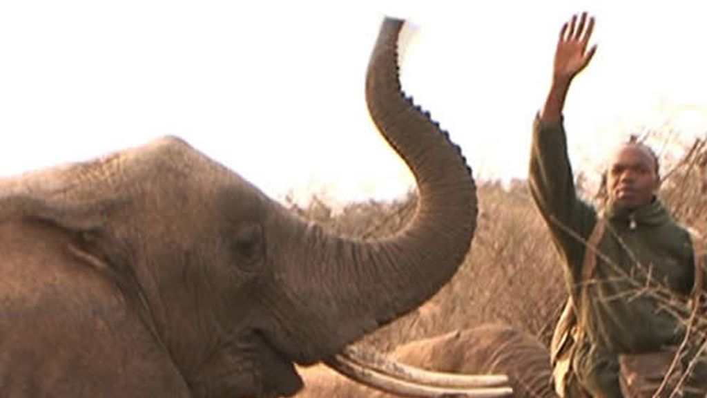 Elefantes en Tanzania