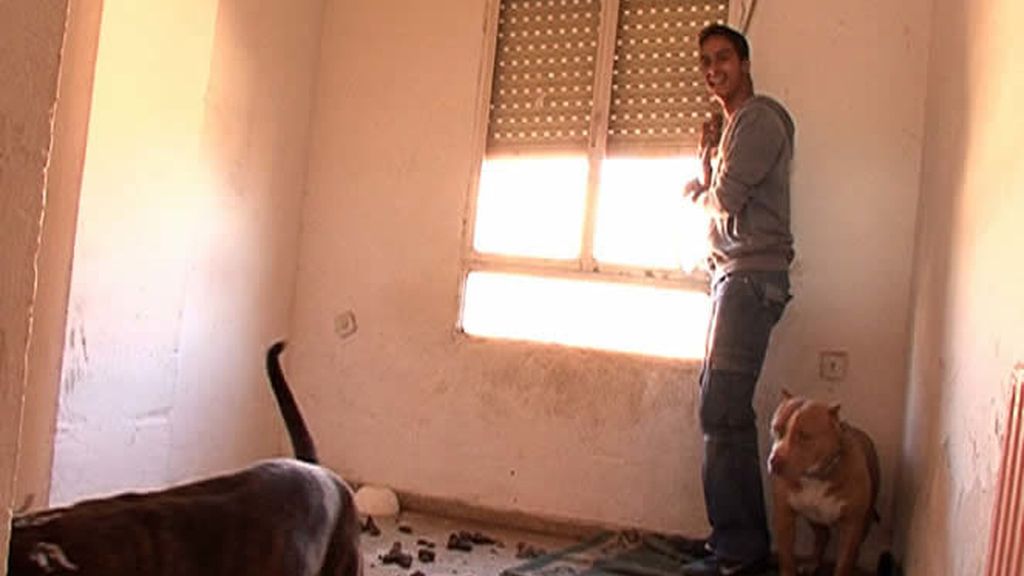 Una habitación llena de excrementos de perro