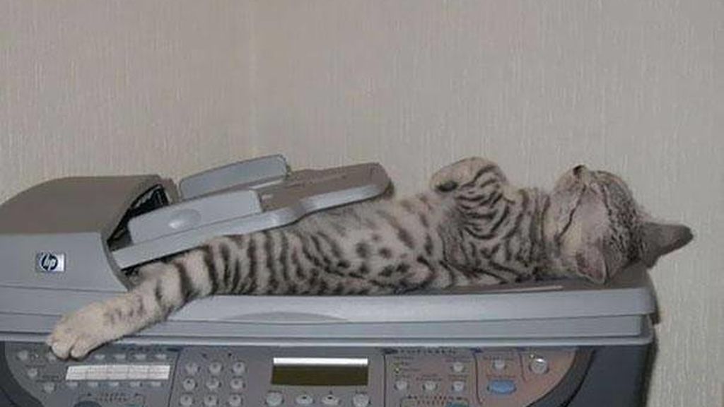 Cualquier lugar y momento es bueno para echar un sueño reparador