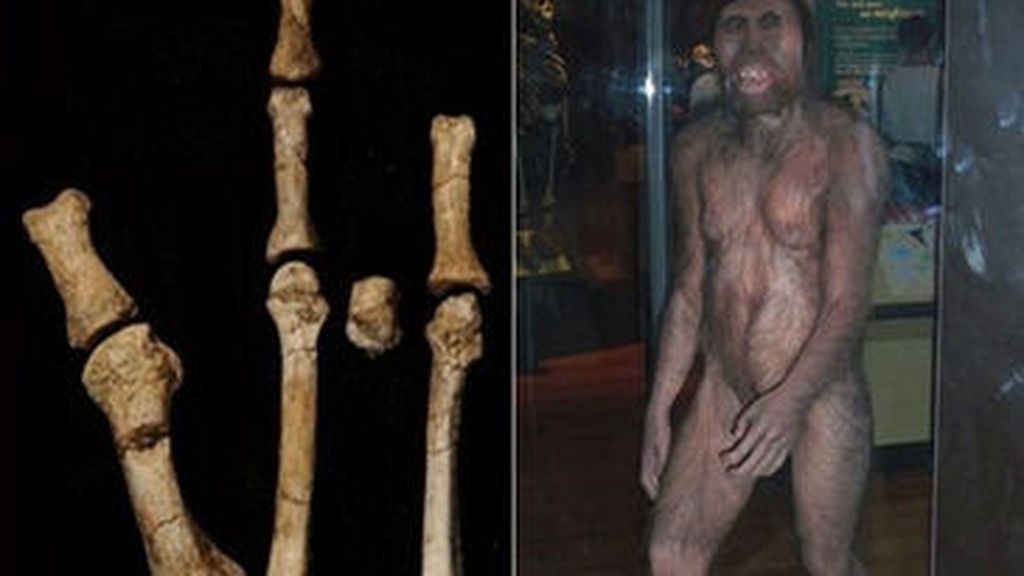 Lucy es nuestro antepasado homínido