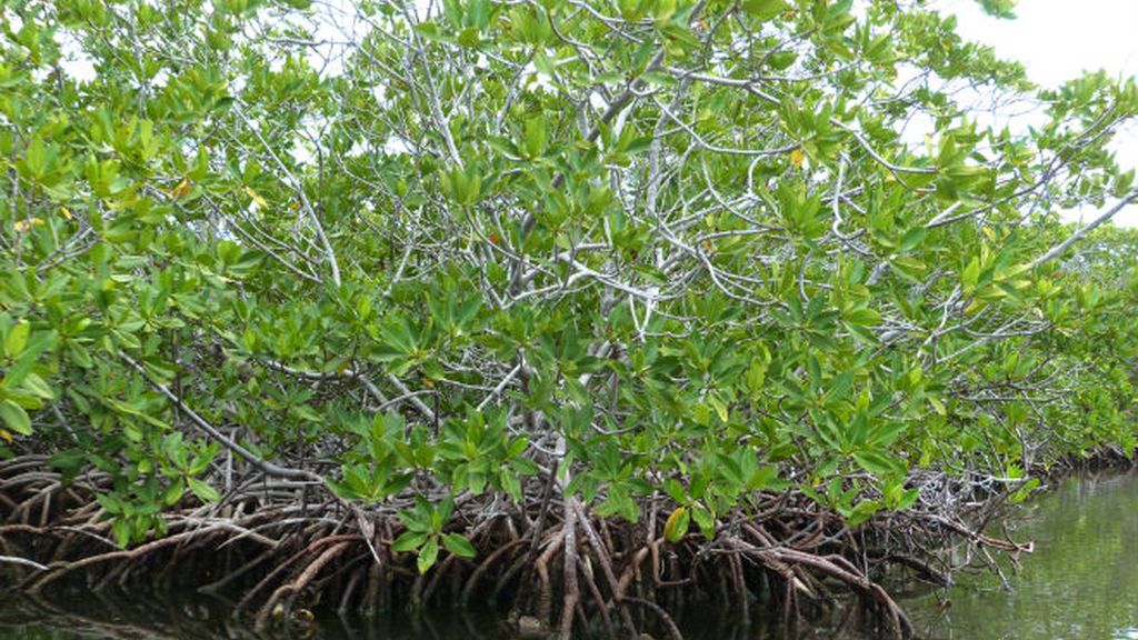 a manglares raíces