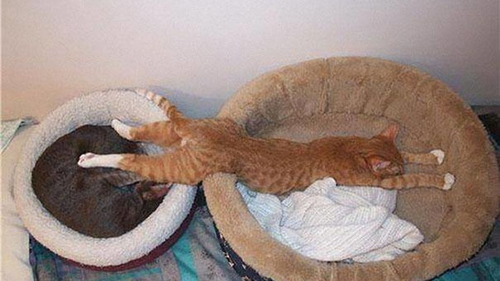 Sitios curiosos para dormir (no, si eres gato)