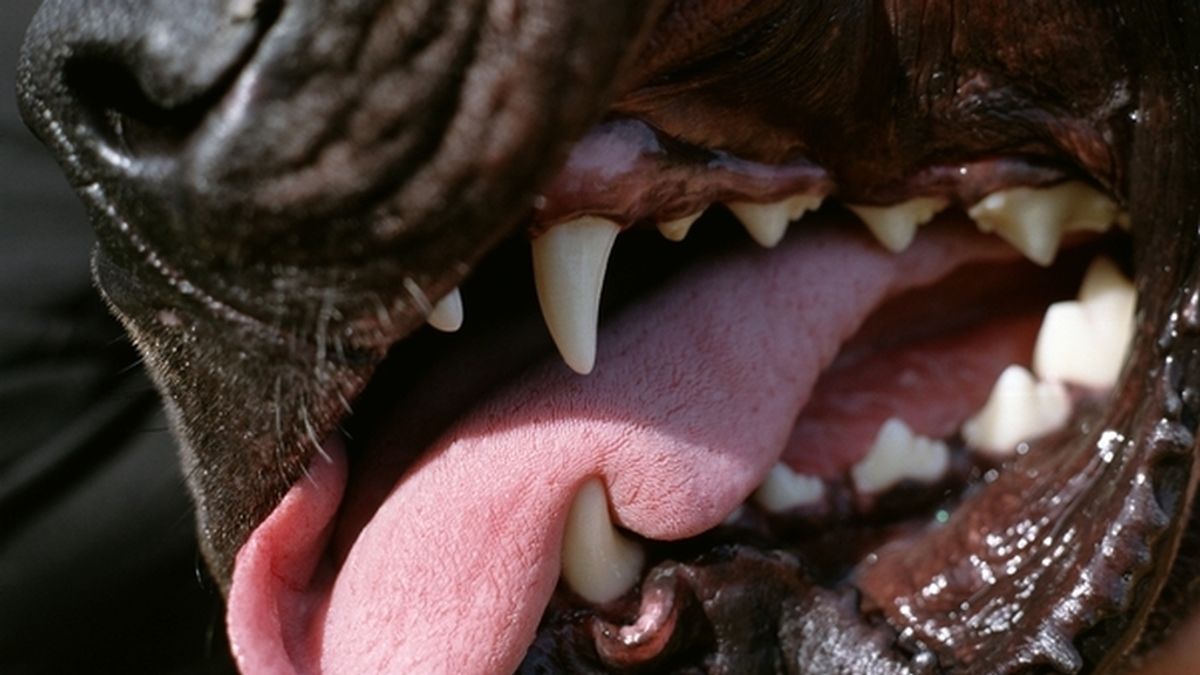 Dentadura de perro