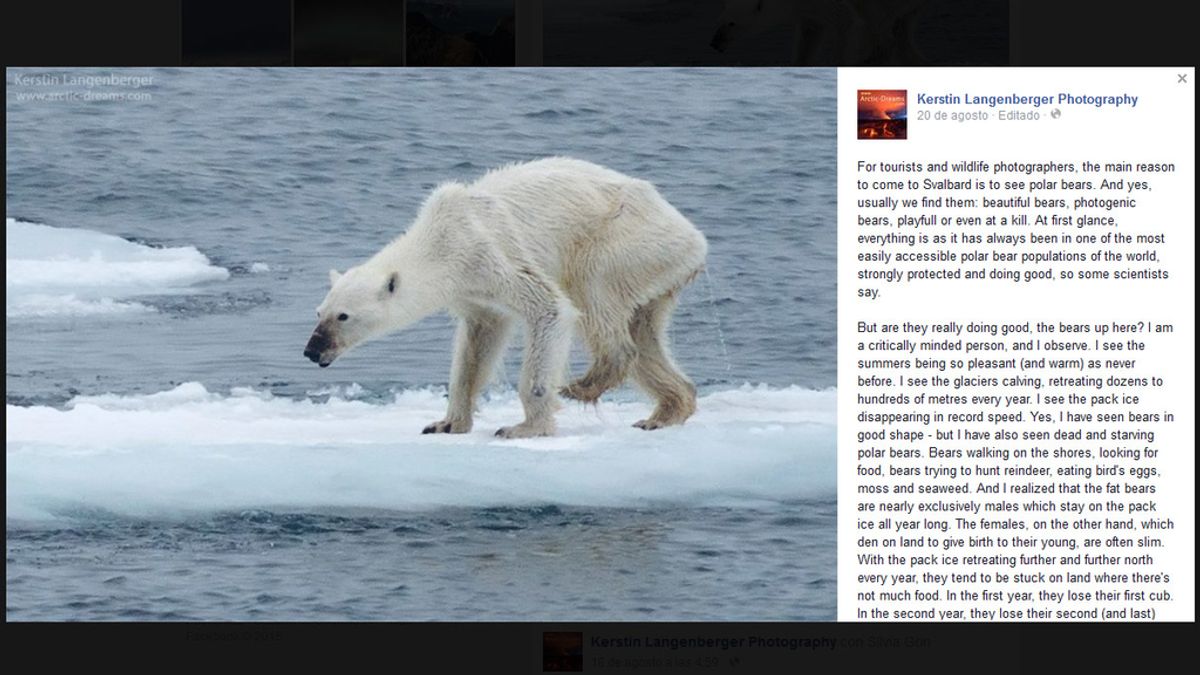 La desgarradora imagen de una osa polar desnutrida, icono del cambio climático