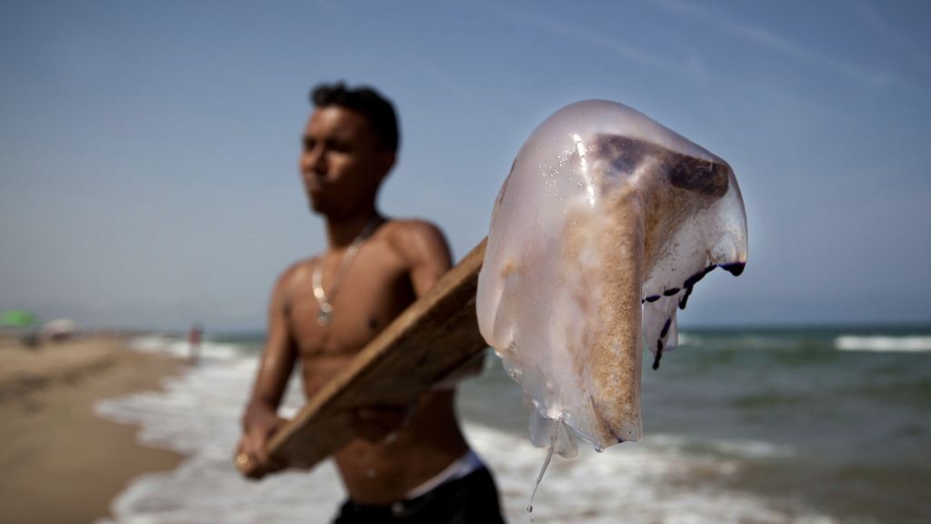 Medusas en las playas